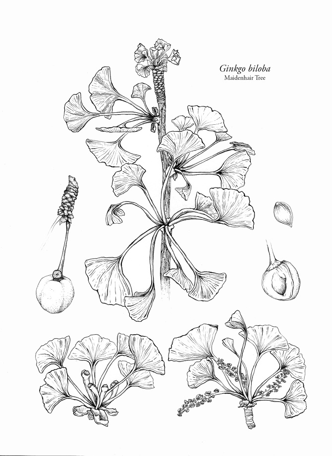 Ginkgo biloba - Art by Yvonne Byers corm diagram 